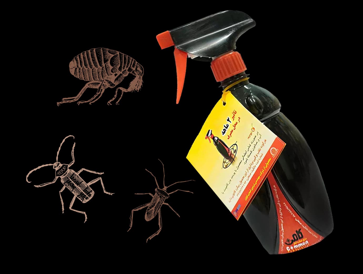 محصولات کامن